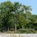 Trees are being removed as part of DTE and the DEQ's clean up efforts at the former MichCon site along the Huron River in Ann Arbor.  Melanie Maxwell I AnnArbor.com